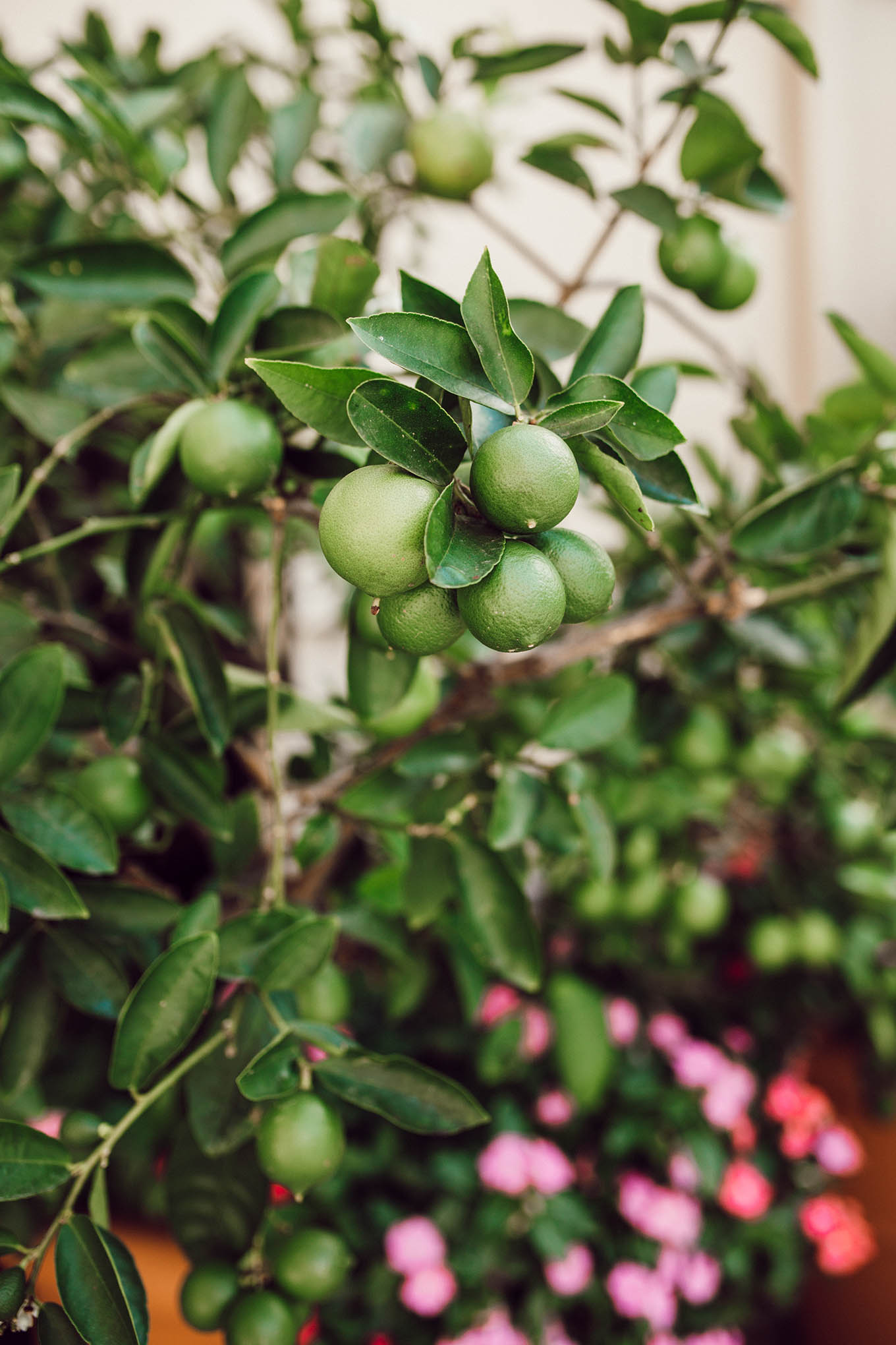 beverly wilshire lime tree