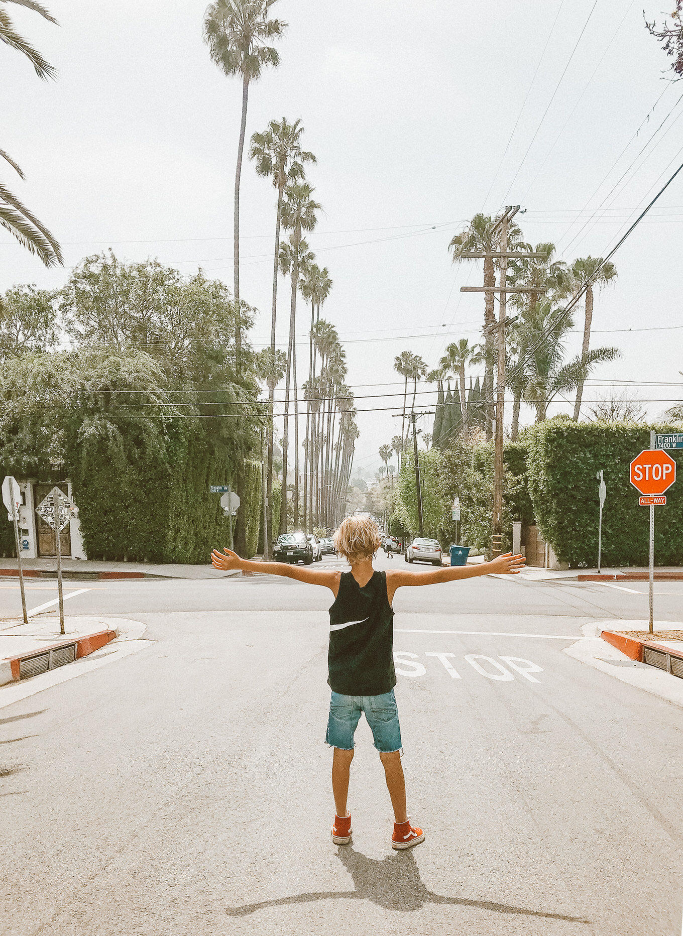 los angeles palm trees
